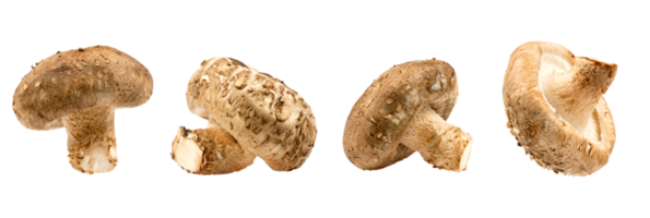 Brown shimeji mushrooms isolated on transparent background whit clipping path. Japanese food png