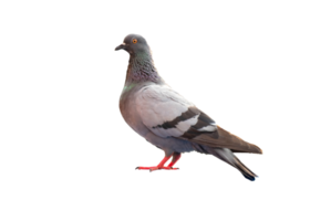 full body of standing pigeon bird isolate on transparent background png