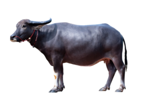 Female Buffalo standing isolated on transparent background with clipping png