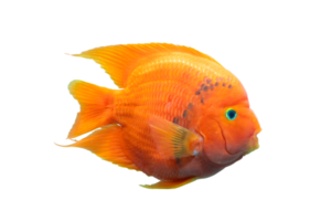 Aquarium fish Red  Parrot fish isolated on transparent background with clipping path png