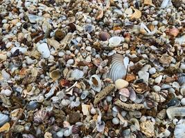 broken seashells on the sand on the beach in various shapes photo