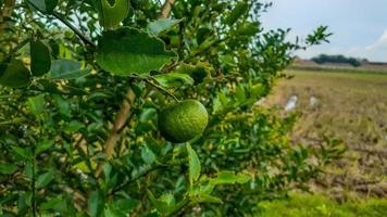 limes tree in the garden are excellent source of vitamin C.Green organic lime citrus fruit hanging on tree. photo