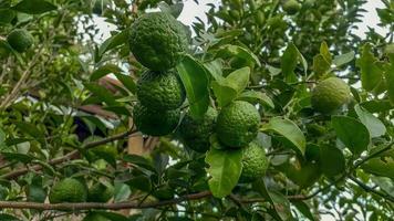 limes tree in the garden are excellent source of vitamin C.Green organic lime citrus fruit hanging on tree. photo