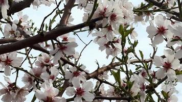 lapso de tiempo de el primavera flores y nubes de cerca ver video