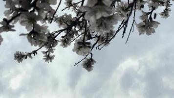 Timelapse of the Spring flowers and clouds close-up view video