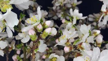 Zeitraffer von das Frühling Blumen Öffnung Nahansicht Aussicht video