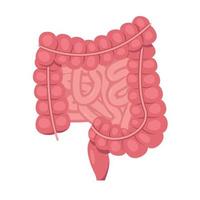 Human small and large intestine. Internal organ, digestive tract on white background. Intestines anatomy icon for medical and health concept. Vector illustration.