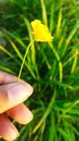 hand and flower photo