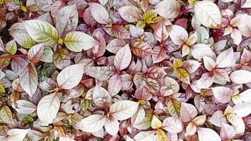 Background photo of neat leaves with red-brown pattern