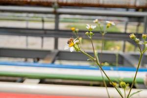 miel abeja tomar néctar en el prado flor cuando día tiempo. el foto es adecuado a utilizar para animal salvaje vida fondo, primavera póster y naturaleza contenido medios de comunicación.