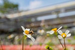 Honey bee take nectar on the meadow flower when day time. The photo is suitable to use for animal wild life background, spring poster and nature content media.