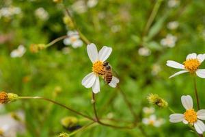 Honey bee take nectar on the meadow flower when day time. The photo is suitable to use for animal wild life background, spring poster and nature content media.