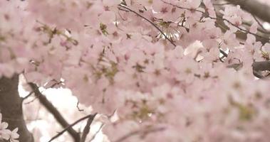 inclinazione giù ciliegia fiorire albero nel Washington dc video