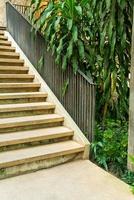 stair step with tropical tree photo