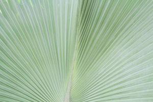 Palm trees, green elephants and very large leaves with many straight lines on the leaves planted for sale and beautify the garden. photo