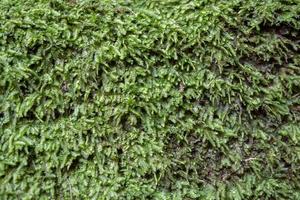 The moss surface on the tree branch when rainy season. The photo is suitable to use for adventure content media, nature poster and forest background.