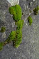 The moss surface on the tree branch when rainy season. The photo is suitable to use for adventure content media, nature poster and forest background.