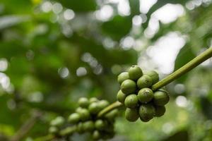 Close up photo of green coffee bean when spring season. The photo is suitable to use for nature background, content social media and fruit poster.