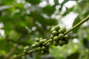 Close up photo of green coffee bean when spring season. The photo is suitable to use for nature background, content social media and fruit poster.