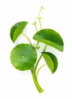 Close up centella asiatica leaves with rain drop isolated on white background top view. photo