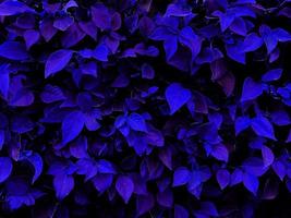 Leaf background. Nature style. Use for graphic design. Space for text. Wallpaper. photo