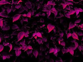 Leaf background. Nature style. Use for graphic design. Space for text. Wallpaper. photo