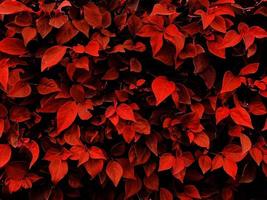 Leaf background. Nature style. Use for graphic design. Space for text. Wallpaper. photo
