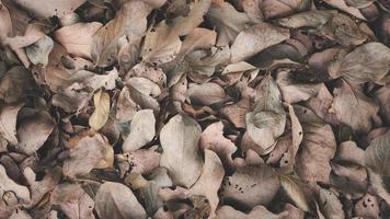 Dry leaf background for design in graphic design In brown tones, autumn, withered nature. photo