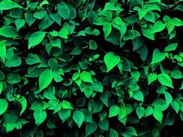 Leaf background. Nature style. Use for graphic design. Space for text. Wallpaper. photo