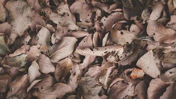 Dry leaf background for design in graphic design In brown tones, autumn, withered nature. photo