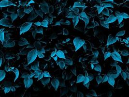 Leaf background. Nature style. Use for graphic design. Space for text. Wallpaper. photo