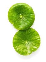 Close up centella asiatica leaves with rain drop isolated on white background top view. photo