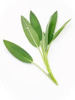 Close Up branch fresh sage leaves isolated on white background . photo