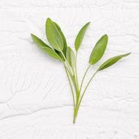 Close Up branch fresh sage leaves  on white background photo