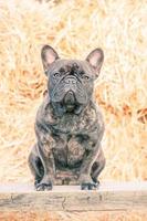 retrato de un perro en un antecedentes de heno. francés buldog joven Tigre color. animal, mascota. foto