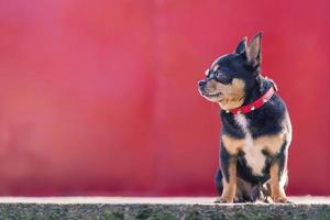 Chihuahua is sitting. Small breed dog on a red background. photo