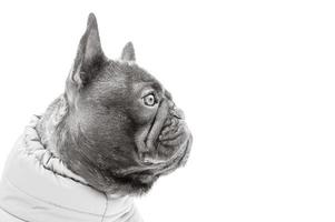 Dog brindle with black color portrait isolated. French bulldog profile black and white photo. photo