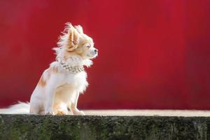 White chihuahua profile. Small breed dog on a red background. A pet, an animal. photo