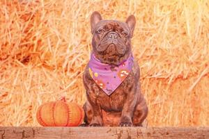 A French bulldog in a Halloween bandana sits next to a pumpkin. A dog on a background of straw. photo