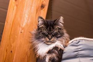 mullido Maine mapache gato duerme en sus cama con cerrado ojos foto