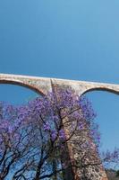 Queretaro Mexico aqueduct with jacaranda tree and purple flowers photo