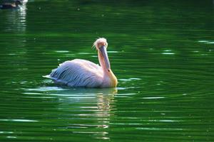 Great white pelican swimming, bathing in a zoo photo