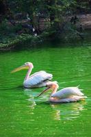 Vertical view of great white pelican swimming, bathing in a zoo photo