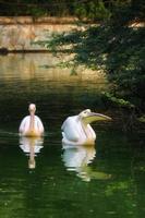 Vertical view of great white pelican swimming, bathing in a zoo photo