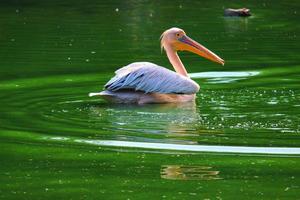 Great white pelican swimming, bathing in a zoo photo