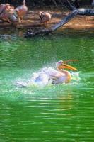 Vertical view of great white pelican swimming, bathing in a zoo photo