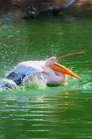 Vertical view of great white pelican swimming, bathing in a zoo photo