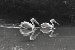 Closeup view of a pair of White Pelican swimming on a lake on a summer day photo