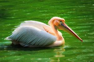 Great white pelican swimming, bathing in a zoo photo