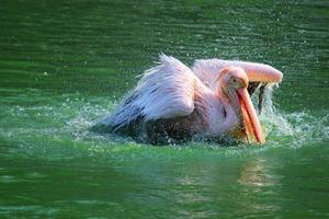 Great white pelican swimming, bathing in a zoo photo